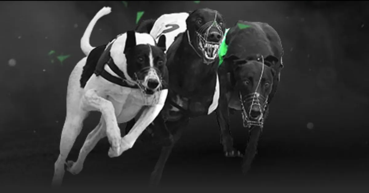 吉马良斯社,交媒体晒与,维尼修斯同,nba比分网,NBA比分查询,NBA篮球赛事,NBA实时比分,篮球赛事数据